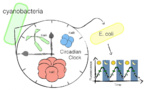 Transplantan el ritmo circadiano de unas bacterias a otras