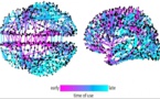 La difusión de información en Twitter ayuda a comprender el cerebro humano 