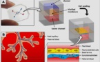 Crean una placenta-en-un-chip para estudiar el embarazo