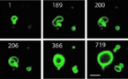 Primeras membranas sintéticas que crecen como células vivas