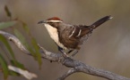 Un pájaro muestra cómo surgió la capacidad humana de generar nuevos significados