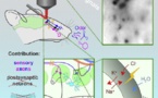 El agua marca la pauta de la actividad cerebral