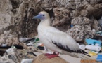 El 80% de las aves marinas tiene plástico en sus estómagos