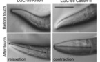 Revierten las señales de comportamiento de un gusano pulsando un interruptor neuronal