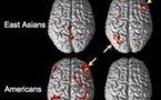 La cultura rige también la actividad del cerebro