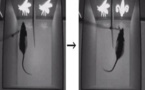 Controlan el comportamiento de ratas aplicando luz a sus cerebros 