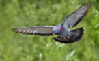 Las palomas diferencian tumores benignos y malignos en imágenes biomédicas