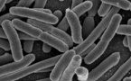 El ejercicio físico al principio de la vida mejora el microbioma intestinal  