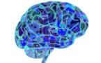 Diferencias cerebrales individuales que propician la inteligencia 