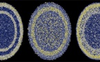 Observan al detalle el 'big bang' de las neuronas