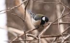 Las aves cantan en estructuras sintácticas