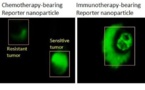 Una nanopartícula emite fluorescencia cuando las células tumorales mueren 