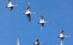 Las aves podrían contar con un sistema cuántico de orientación en vuelo