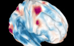 La corteza frontal del cerebro borra a veces cosas totalmente a la vista