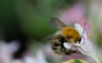 Las abejas y los humanos toman decisiones de manera similar