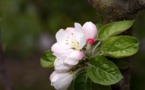 La contaminación lumínica adelanta la primavera 