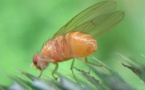 Así saben las células de la mosca de la fruta que deben formar un ala