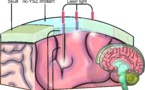 Nuevo implante craneal transparente abre una 'ventana al cerebro' 