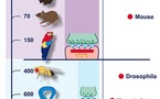 La diversidad molecular sería la clave de la inteligencia