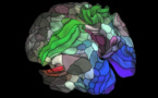 Nuevo mapa del cerebro refleja 97 áreas de la corteza cerebral hasta ahora desconocidas