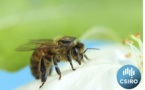 Equipan a 10.000 abejas con micro-chips para descubrir por qué desaparecen